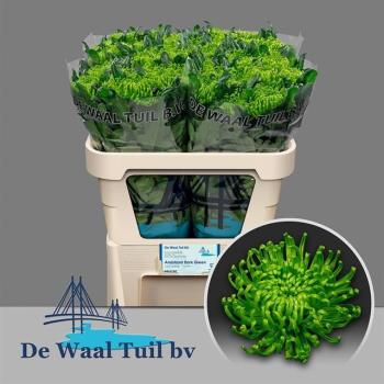 Chrysantheme ANAST D GREEN